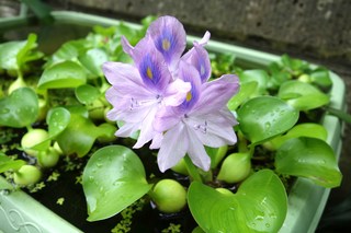 メダカ水槽で綺麗な金魚草 布袋草 の花が咲いてうれしいっ 人より一歩先んじたい貴方へ あら喜寿青年の知恵袋ー自然 農芸 生き物係編ー